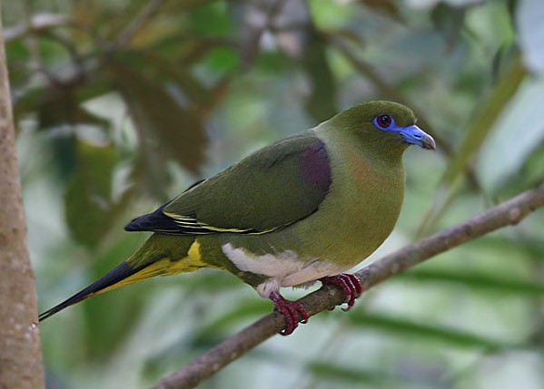 Yellow-vented Green-Pigeon - Peter Ericsson