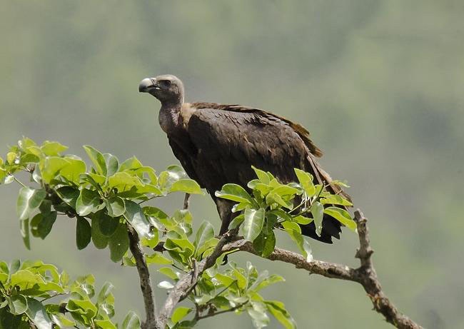 White-rumped Vulture - ML379611461