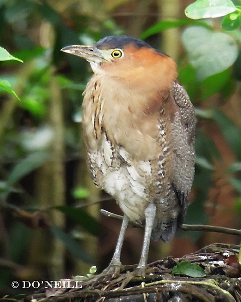 Malayan Night Heron - ML379611531