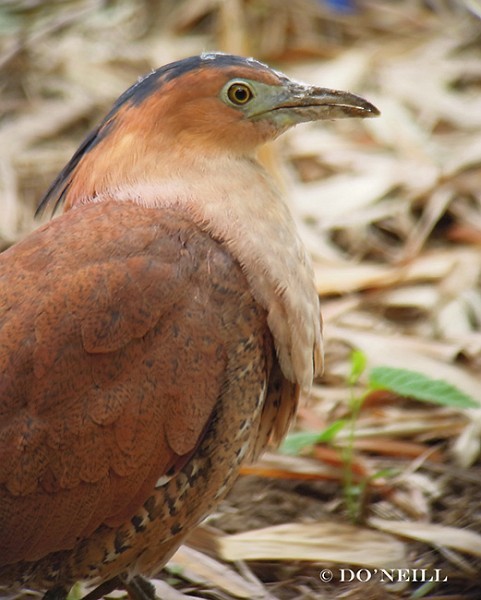 Malayan Night Heron - ML379611541