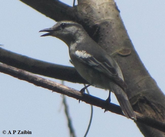 Pied Triller - AP Zaibin