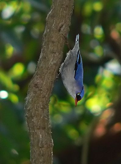 Velvet-fronted Nuthatch - ML379611981