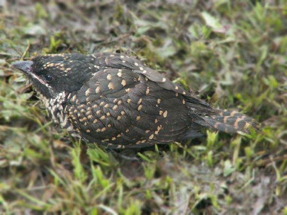 Asian Koel - ML379612281