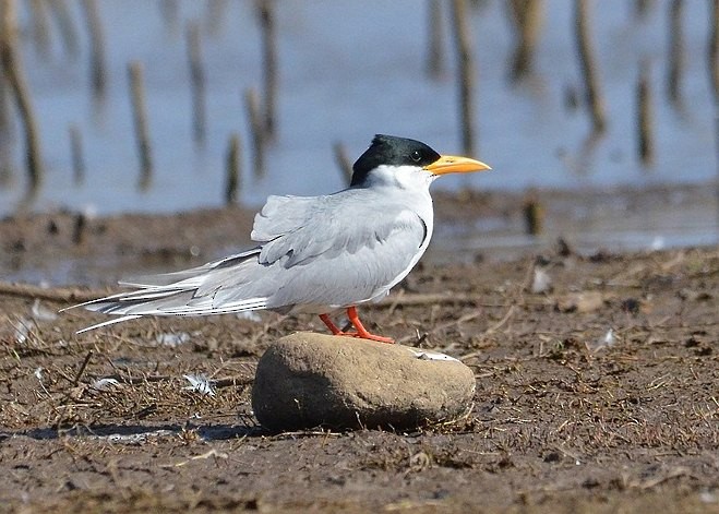 River Tern - ML379612301