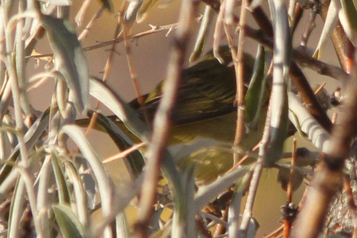 Yellow Warbler - ML37961251