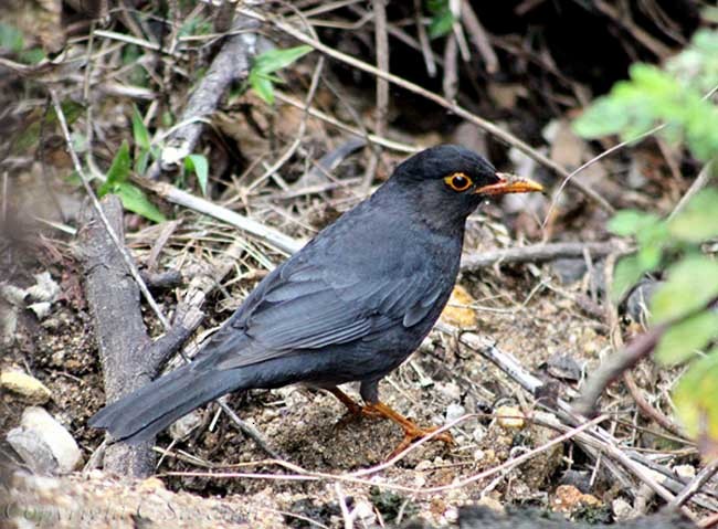 Indian Blackbird (Indian) - ML379612831