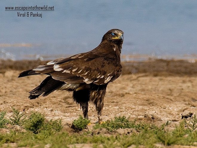 Greater Spotted Eagle - ML379612891