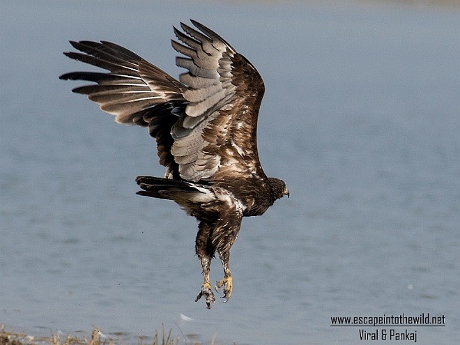 Greater Spotted Eagle - ML379612921