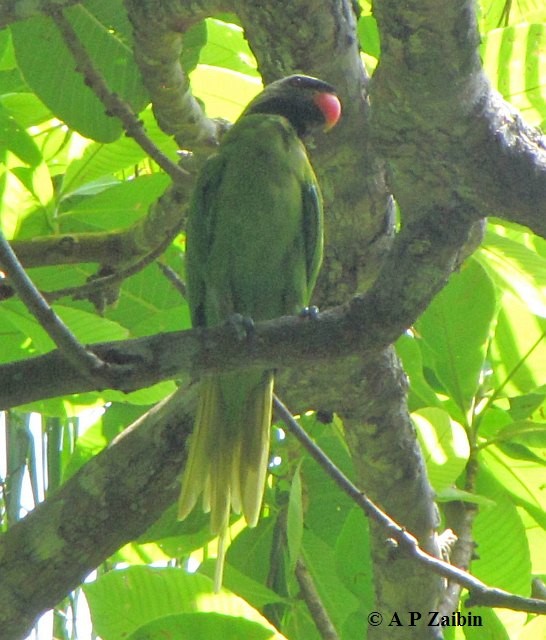 Nicobar Parakeet - ML379613151