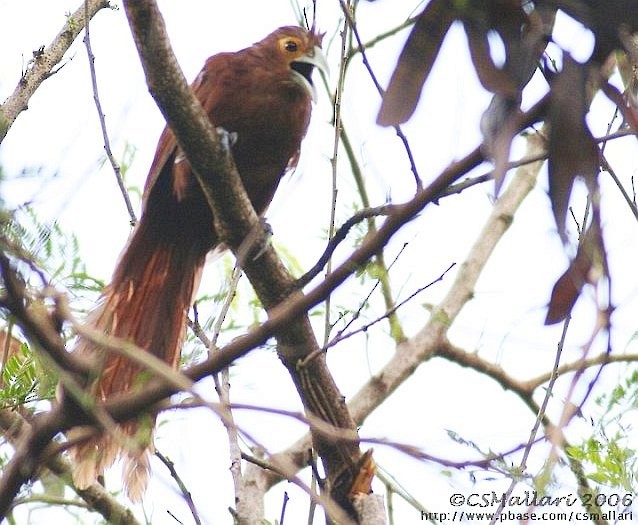 Rufous Coucal - ML379613401