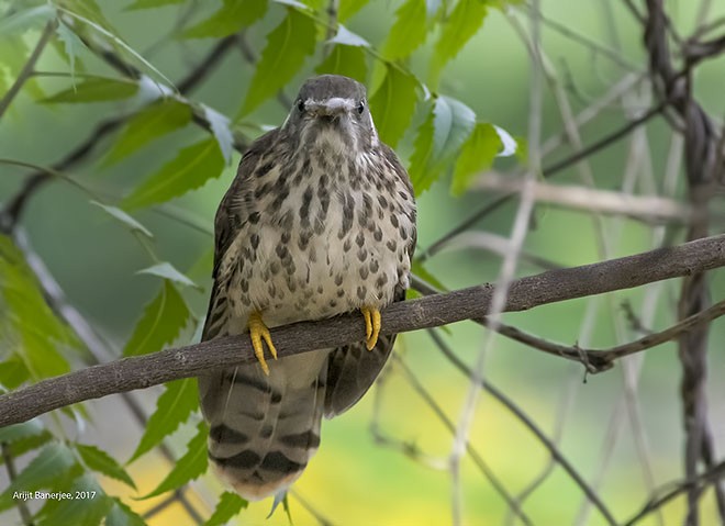 Common Hawk-Cuckoo - ML379613581