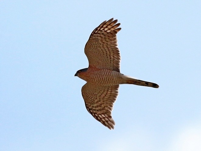 Eurasian Sparrowhawk - ML379614071