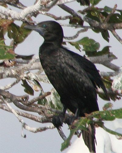 Little Black Cormorant - ML379614171