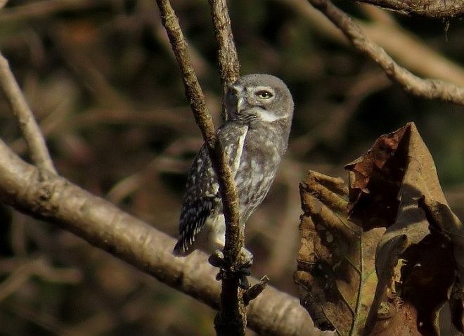 Forest Owlet - Yogesh Patel