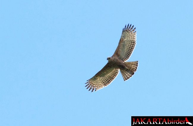 Javan Hawk-Eagle - ML379614391