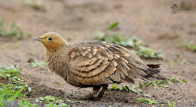 Chestnut-bellied Sandgrouse (Asian) - desai vijayendra