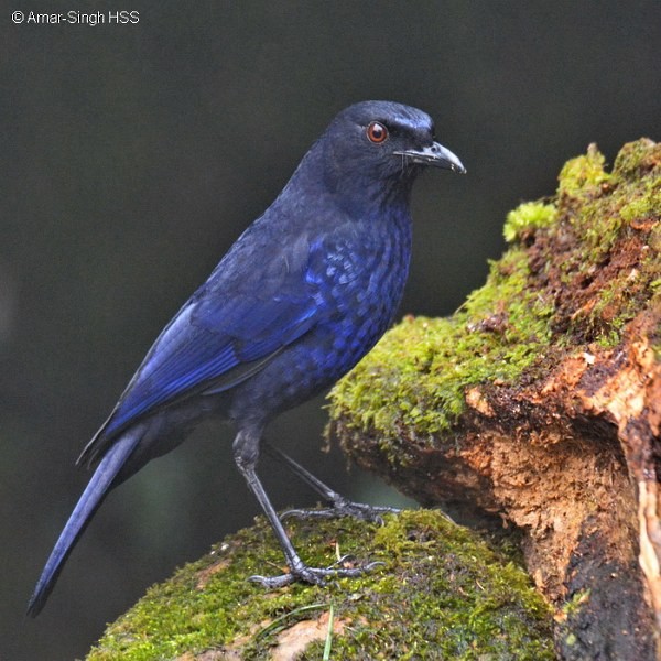 Тайваньская синяя птица - ML379614991