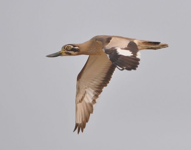 Great Thick-knee - ML379615081
