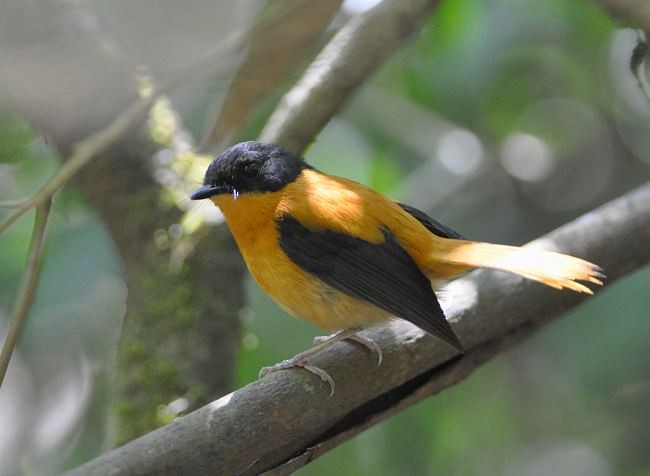 Black-and-orange Flycatcher - ML379615151