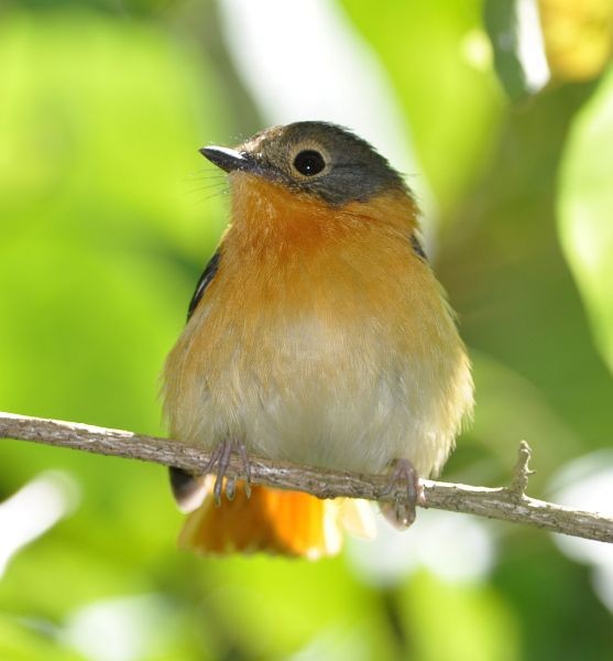 Black-and-orange Flycatcher - ML379615161
