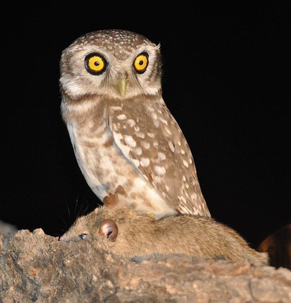 Spotted Owlet - ML379615171
