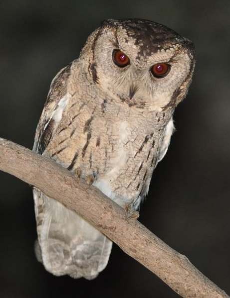 Indian Scops-Owl - ML379615191