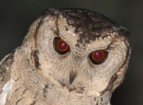 Indian Scops-Owl - ML379615201