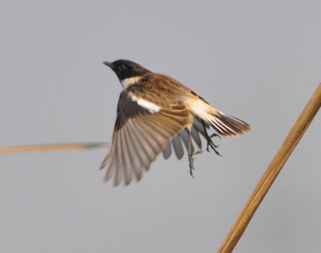 White-tailed Stonechat - ML379615211