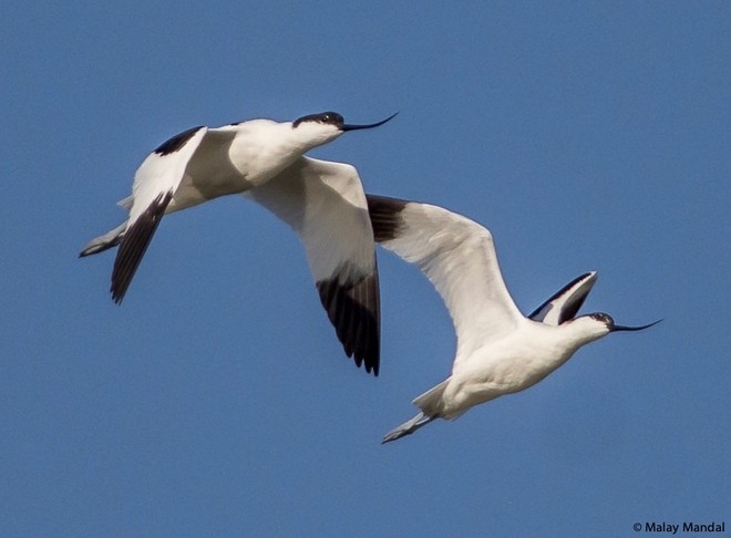 סייפן - ML379615541