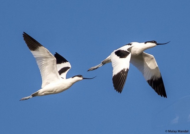 סייפן - ML379615551