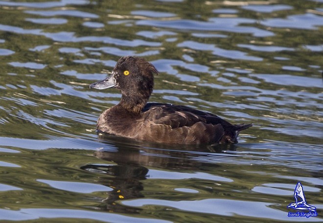 Tufted Duck - ML379615661