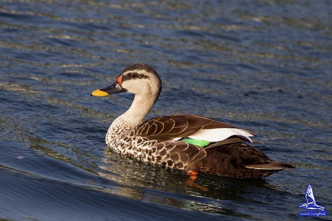 Indian Spot-billed Duck - ML379615671