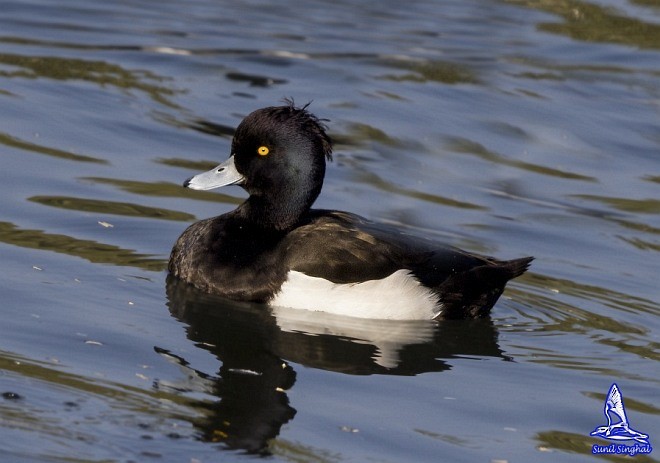 Tufted Duck - ML379615691