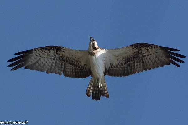 Águila Pescadora (haliaetus) - ML379616211