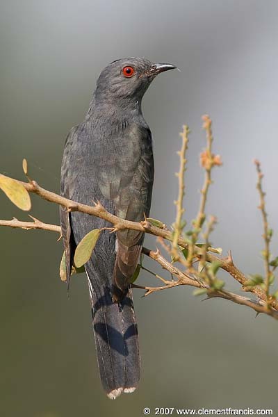 Gray-bellied Cuckoo - ML379616241
