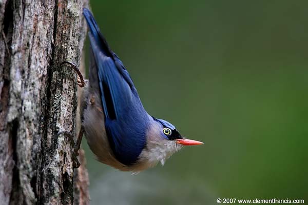 Velvet-fronted Nuthatch - ML379616251