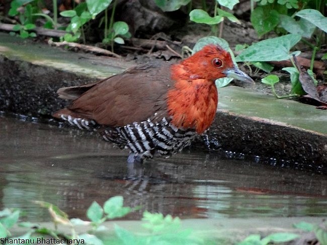 Slaty-legged Crake - ML379616331