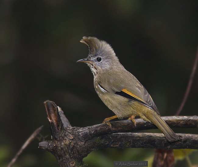 Stripe-throated Yuhina - ML379616451