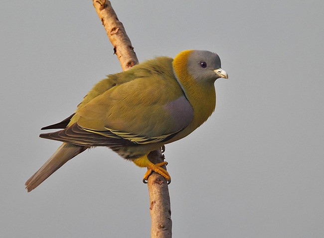Yellow-footed Green-Pigeon - ML379616521