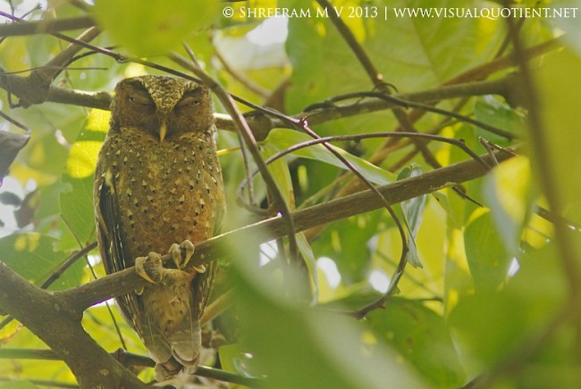 Andaman Scops-Owl - ML379616651