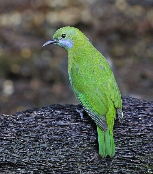 Orange-bellied Leafbird (Orange-bellied) - ML379616681