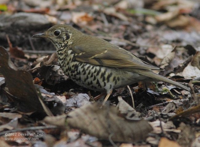 Long-tailed Thrush - ML379616701