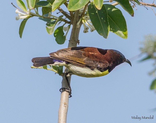 Purple-rumped Sunbird - ML379616741