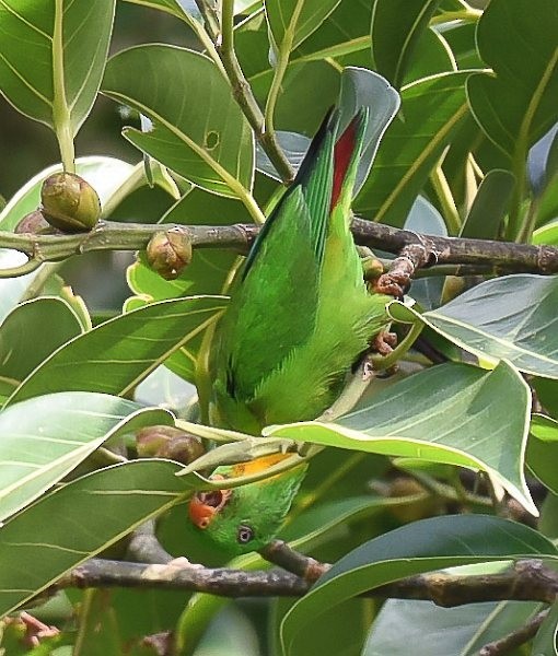 Yellow-throated Hanging-Parrot - Politarius Politarius