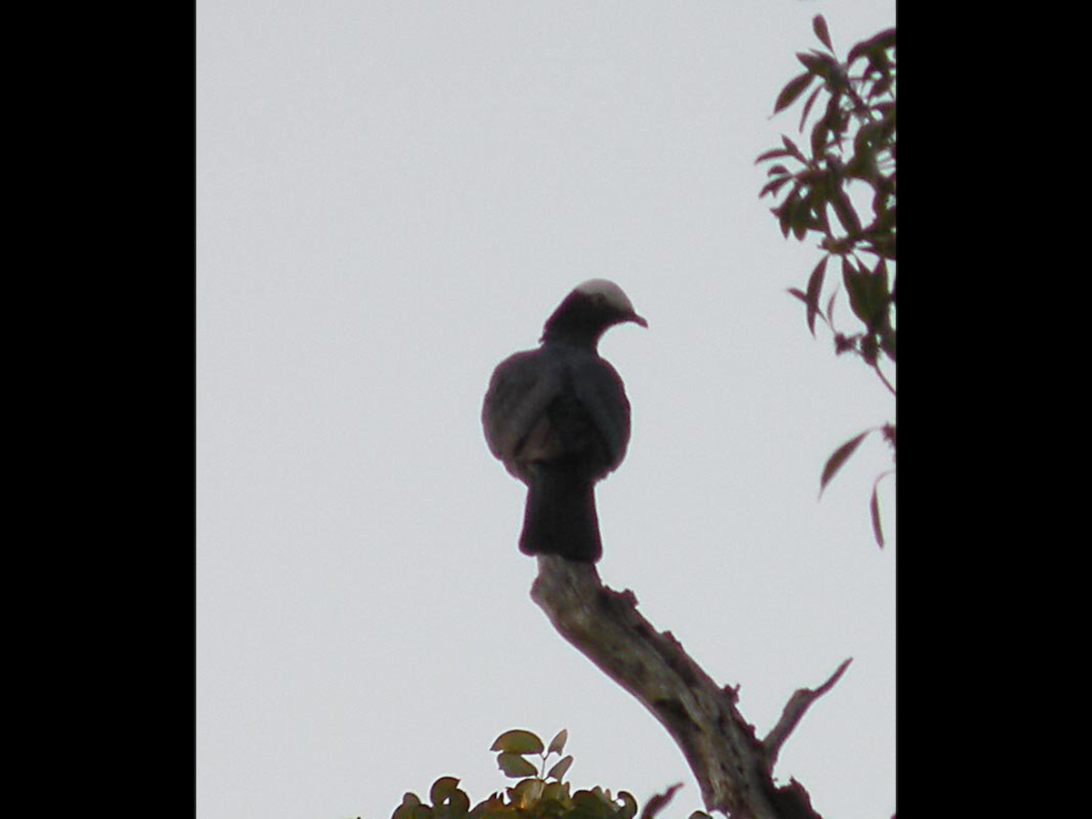 Pigeon à couronne blanche - ML37961691