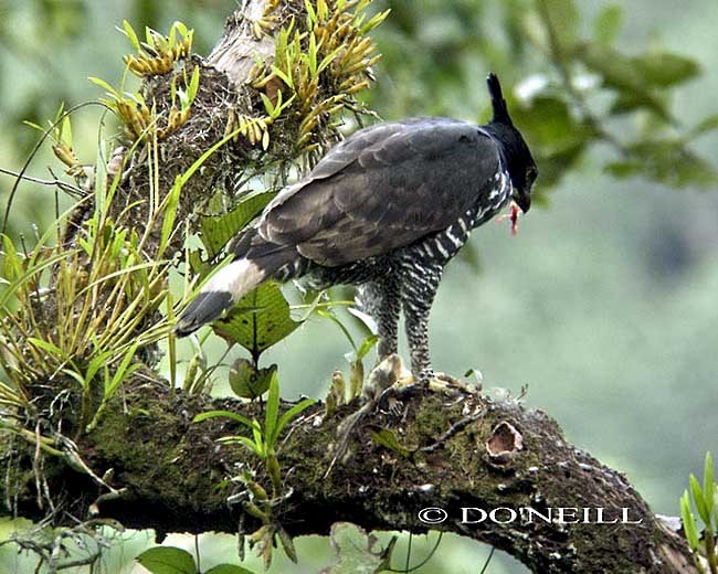 Blyth's Hawk-Eagle - ML379616981