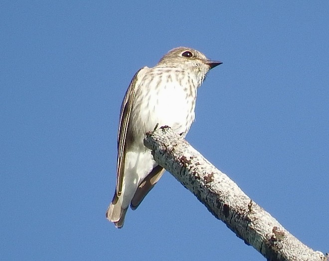 Gray-streaked Flycatcher - ML379617011