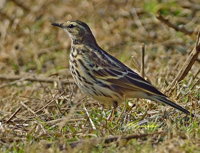 Rosy Pipit - ML379617181