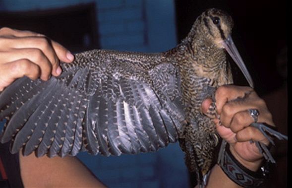 Bukidnon Woodcock - ML379617861