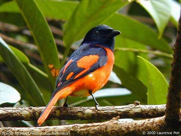 Scarlet Minivet - ML379617961